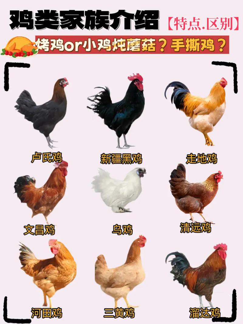 常見雞類品種全解析 從品種特色到餐桌風味的探索之旅